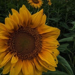 Meet your Posher, Anne